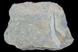 Ordovician Crinoid Fossil - Kaid Rami, Morocco #102839-1